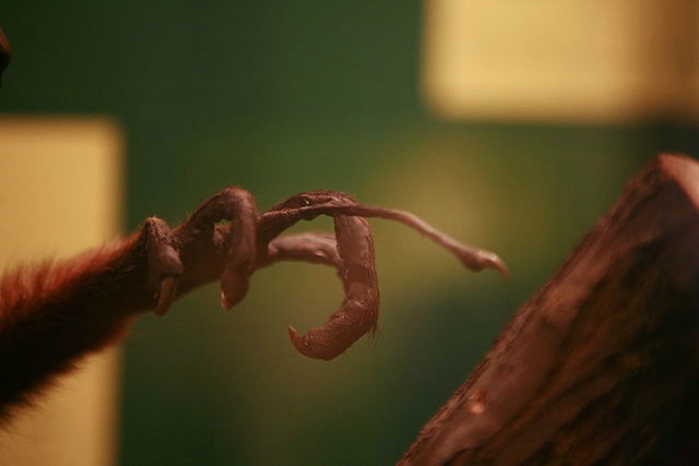 Daubentonia_madagascariensis_hands_fingers.jpg