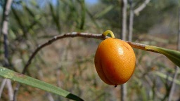 Gumbi-Gumbi-Pittosporum-angustifolium-1.jpg