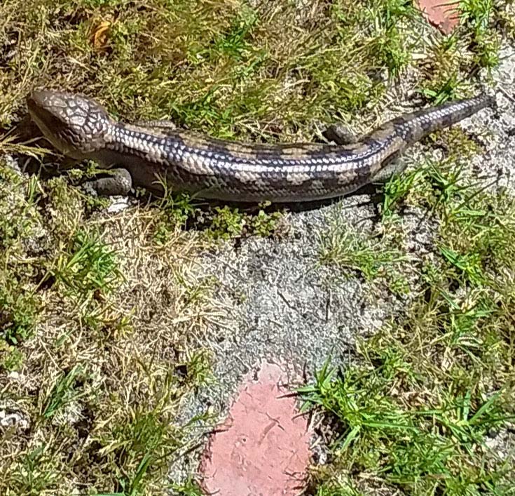 Lizard_in_Frankston_-_blue_tongue_lizard_13_inches_long_002.jpg