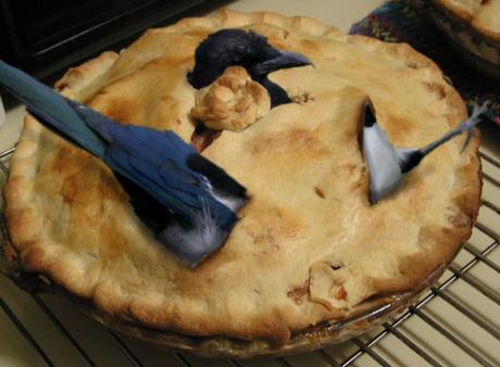 Magpie__pie.jpg