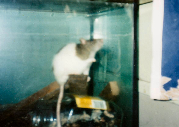 My_pet_rat_3a.jpg