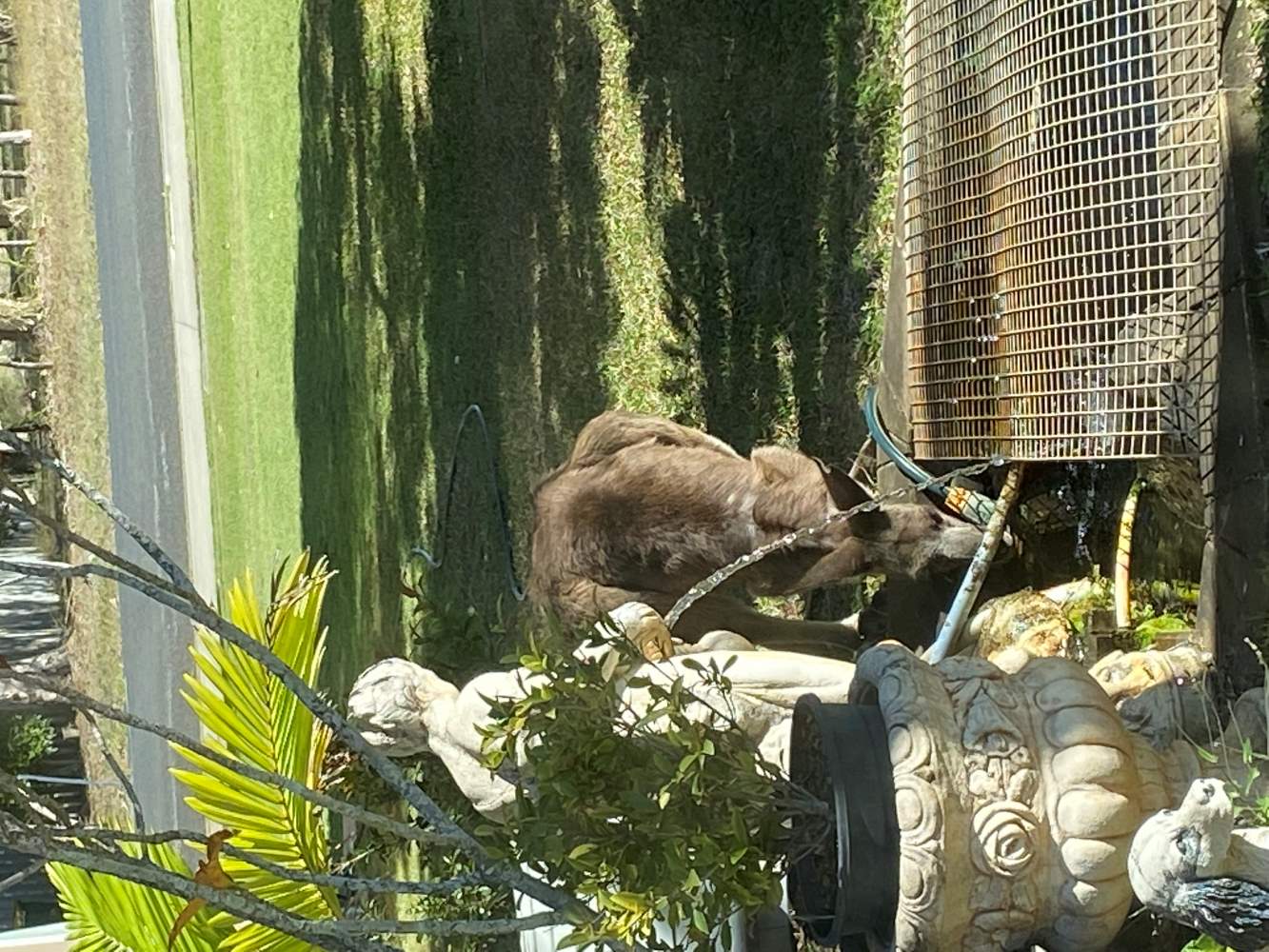 Roo_drinking_from_fishpond2.JPG