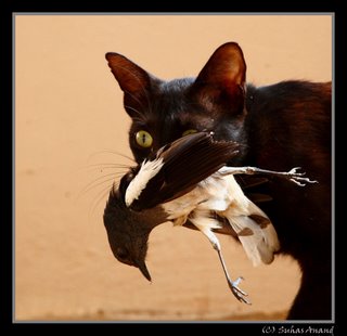 black-cat-and-magpie1.jpg