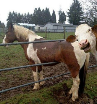 cow_laughing_at_stuck_horse_sm.jpg