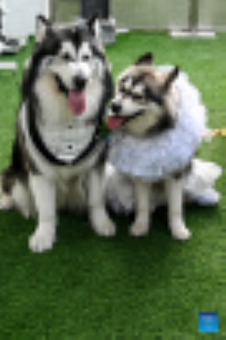 dog_wedding.png