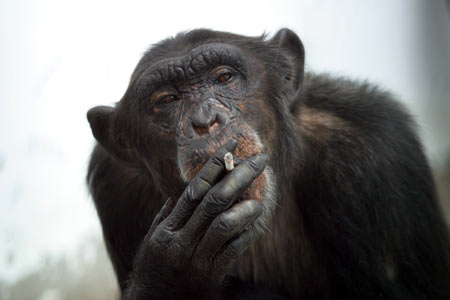 monkeysmoking1_001.jpg