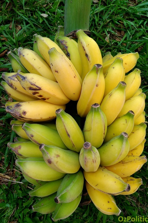 Banana Bunch