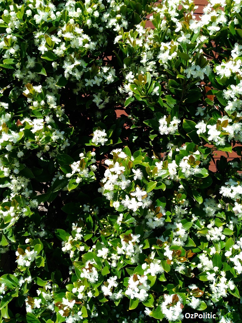 Grumichama flowers