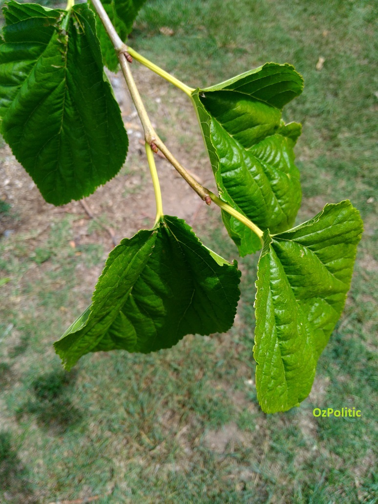 Mulberry Leaves