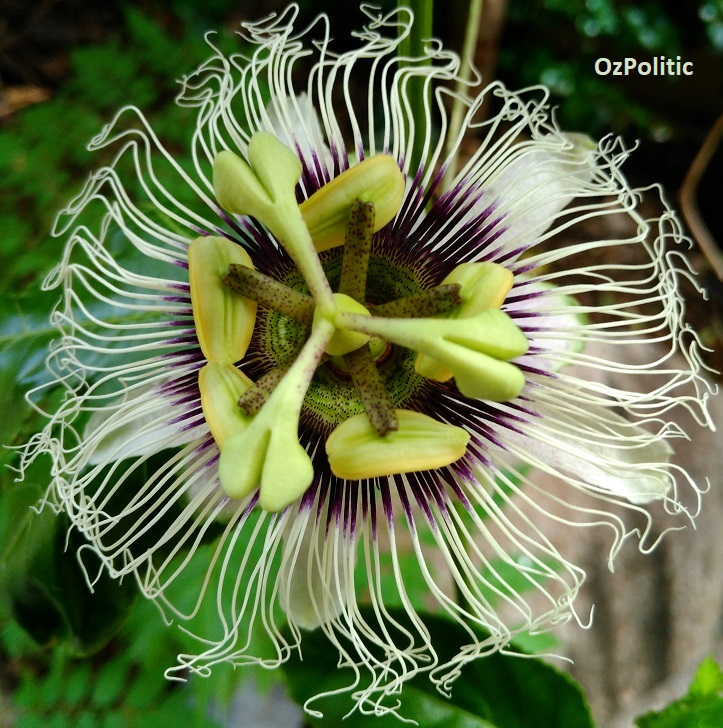 Passion Flower