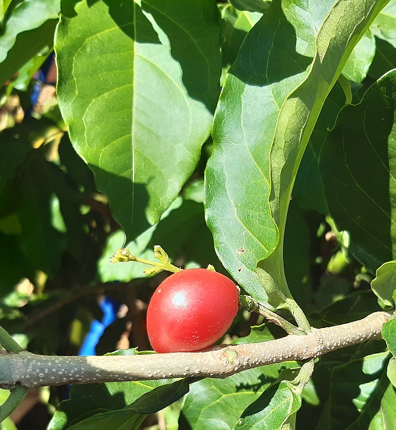 Peanut Butter Fruit