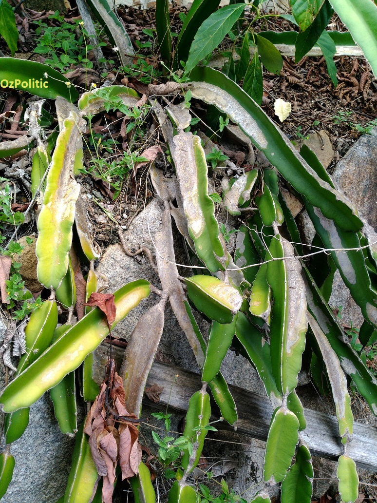 Dragonfruit Plant