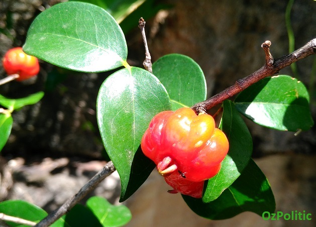 Surnam Cherry