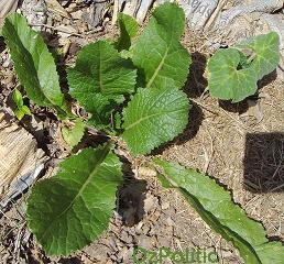 young mustard plant photo, click for a larger image