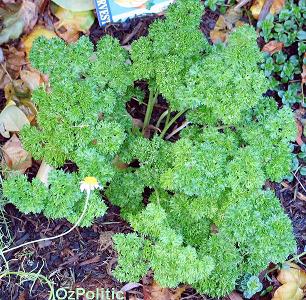 Fennel plant photo, click for a larger image