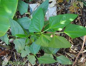 young bean plant photo, click for a larger image