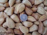 Bunya nuts photo with an Australian 50c piece, 32mm across, click for a larger image